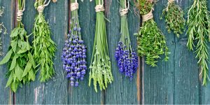 Various fresh herbs hanging on a leash in front of a wooden wall